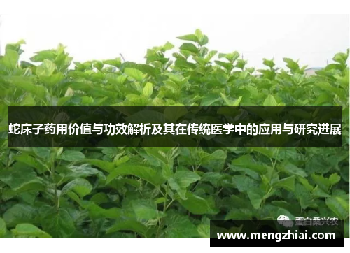 蛇床子药用价值与功效解析及其在传统医学中的应用与研究进展